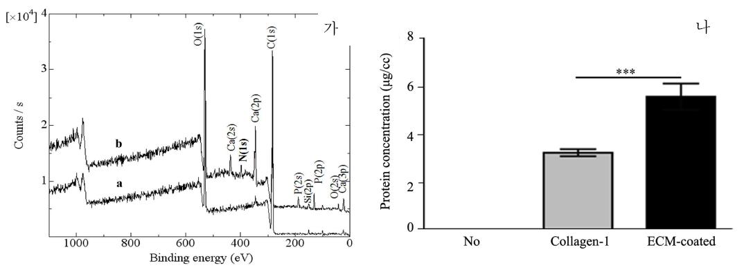 XPS 결과 (가) 및 콜라겐 코팅량 비교 (나)