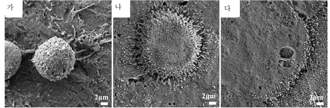 초기 세포부착 양상 비교 (파종 0.5시간 후); 가. PCL, 나. MBG-PCL, 다. 코팅 후 MBG-PCL