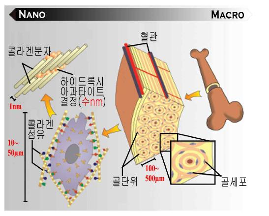 나노-매크로크기의계층적구조를가지는생체골