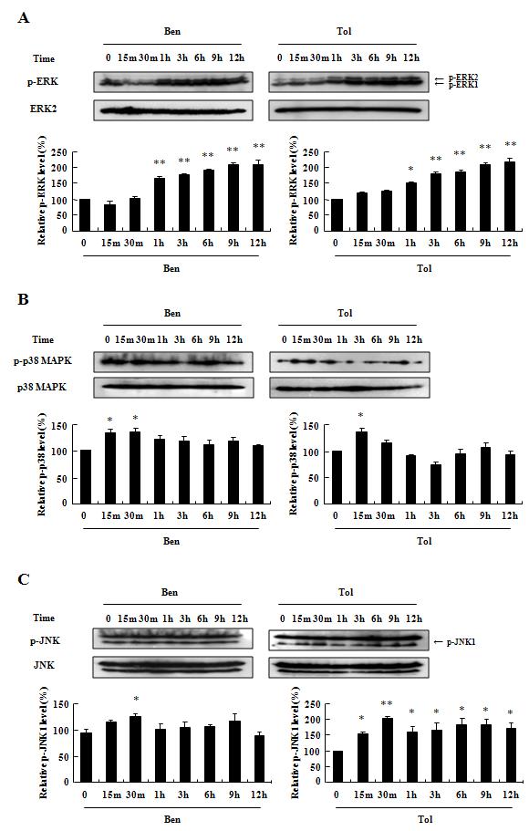 벤젠과 톨루엔은 ERK2, p38 MAPK, JNK1을 활성화시킨다.