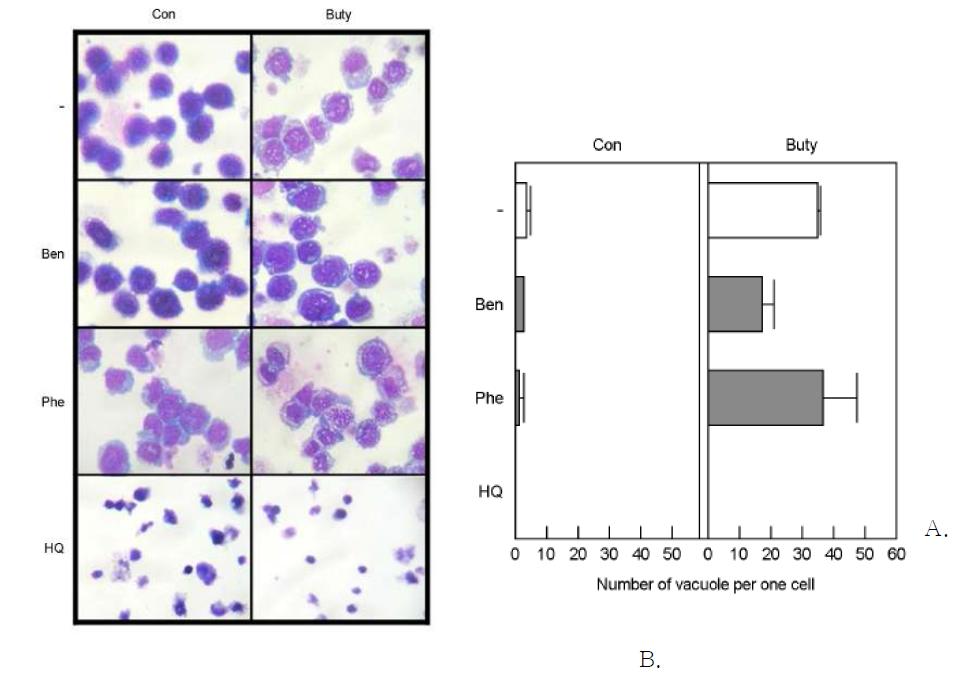 벤젠은 butyric acid에 의한 호산구의 분화를 억제시킨다. A는 세포의 형상을 사진으로 찍은 것이며, B는 세포 당 공포의 수를 센 결과이다.