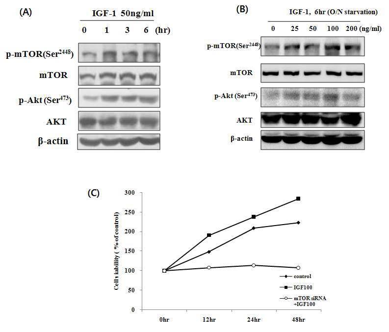 The role of survival signals(mTOR, Akt) in growth of HT-29 colon cancer cells.