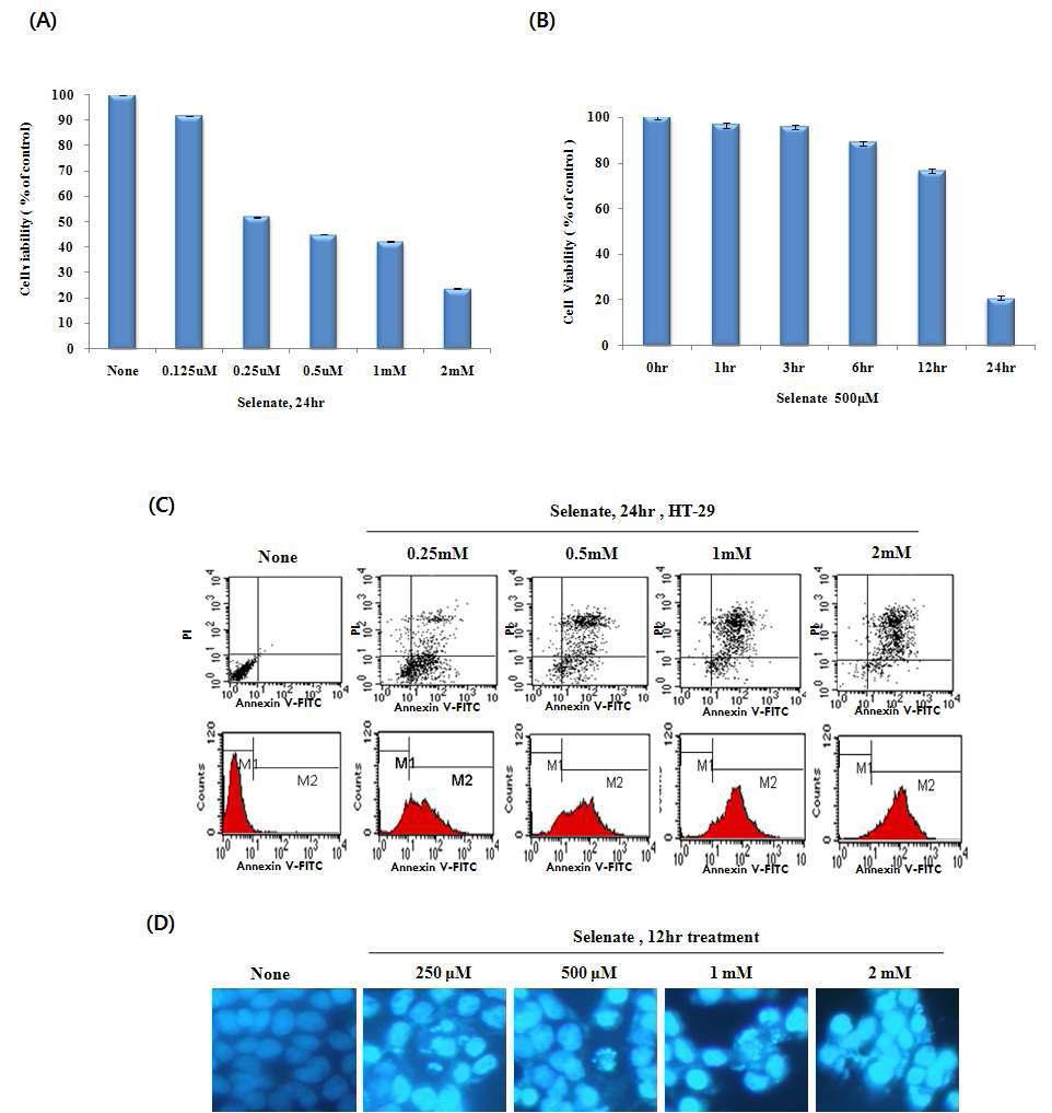 The effects of selenium on cell proliferation and apoptosis in HT-29 colon cancer cells.