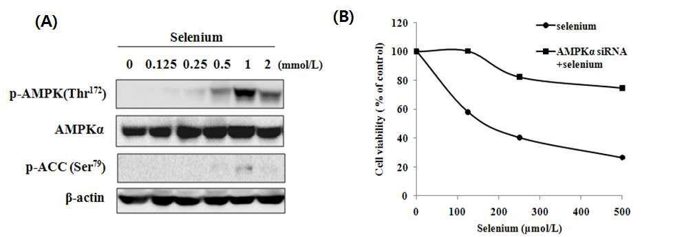 The growth inhibitory effects of selenium through AMPK activation.