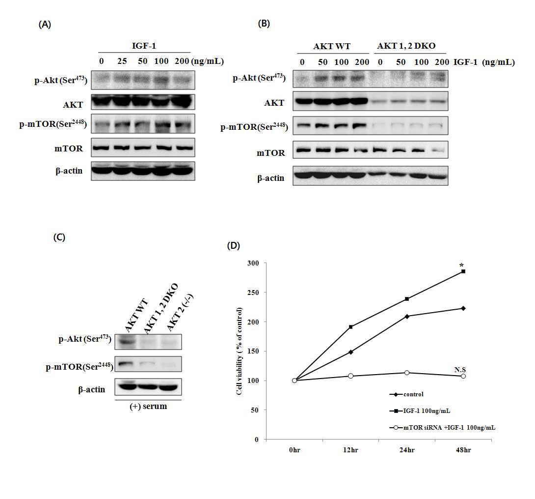 The role of Akt/mTOR pathway in growth stimulation of HT-29 colon cancer cells.