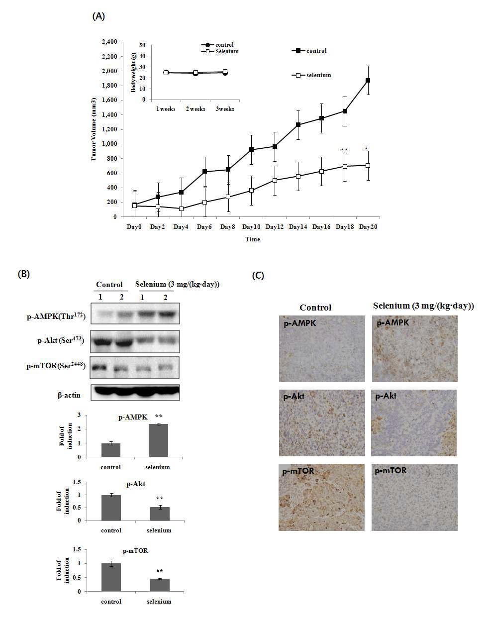 The growth inhibitory effects of selenium in in vivo xenograft model