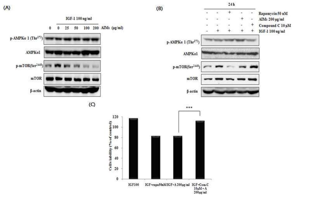 The regulatory effects of anthocyanins on AMPK/mTOR pathway.