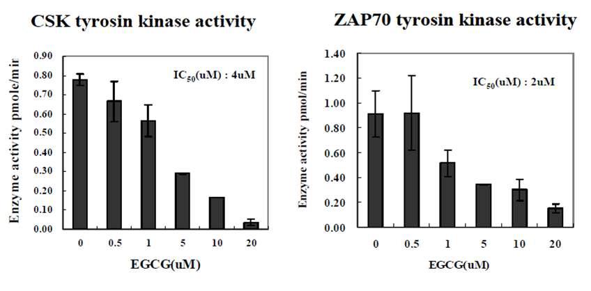The effect of EGCG on CSK and ZAP70 kinase activity.