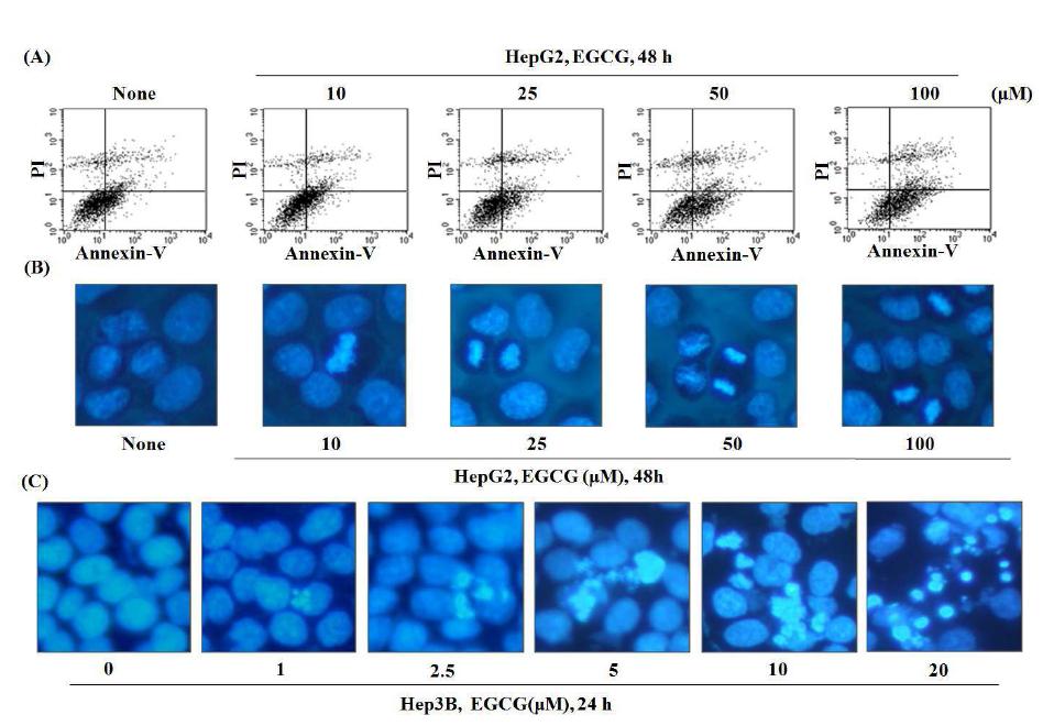 Effects of EGCG on apoptosis in HepG2 and Hep3B hepato-carcinoma cells