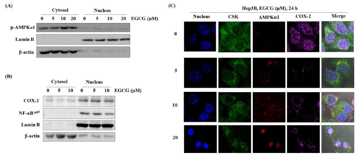 Activated-AMPK translocated into nucleus under EGCG treatment