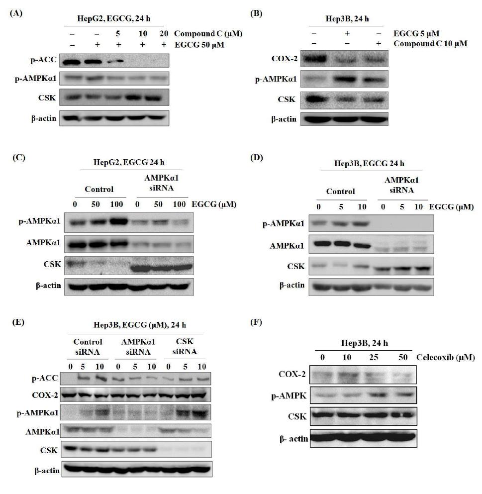 AMPK regulates CSK expression in HepG2 and Hep3B cells treated with EGCG