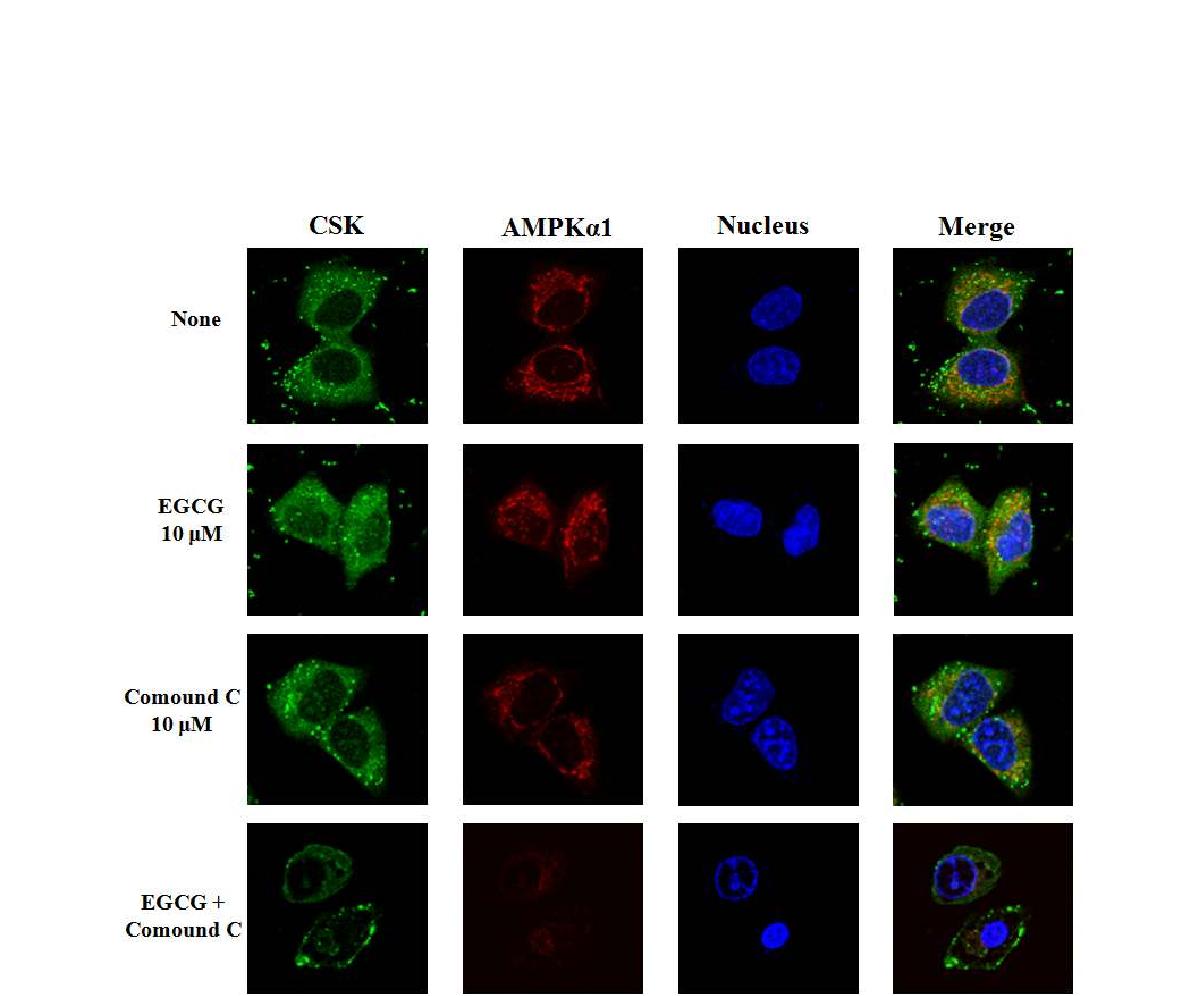 Inhibition of CSK translocation by regulation of AMPK activity
