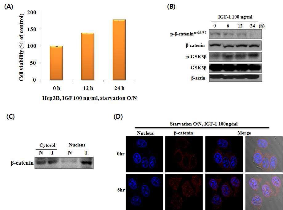 Effect of IGF-1 on cell viabilities and regulation of Wnt signaling pathway in Hep3B cells