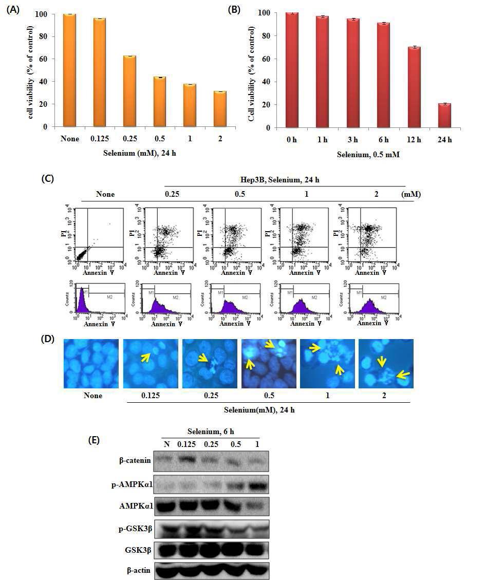 Selenium inhibits cell proliferation and induces apoptosis