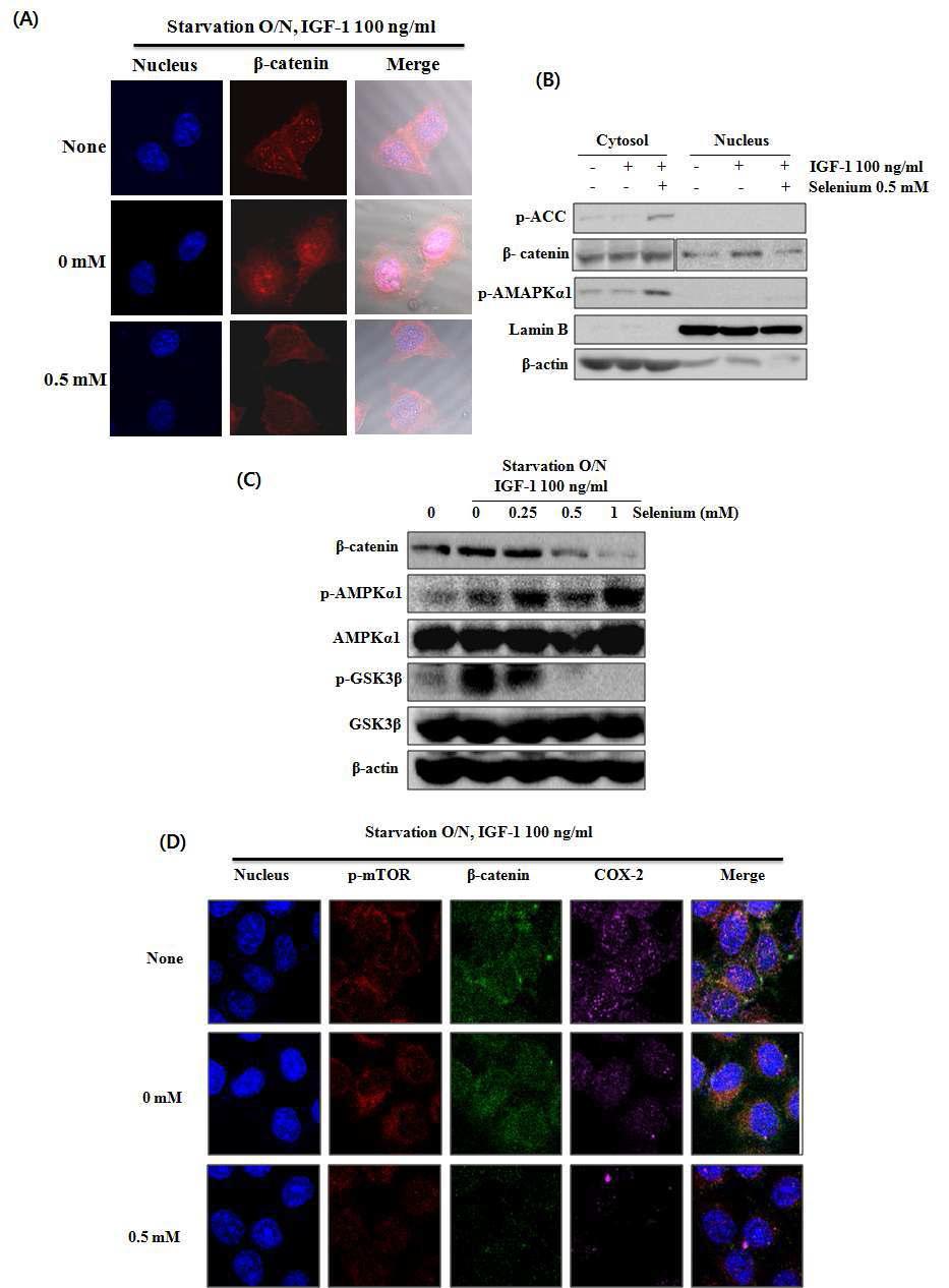 Effect of IGF-1 and selenium on β-catenin translocation in nucleus