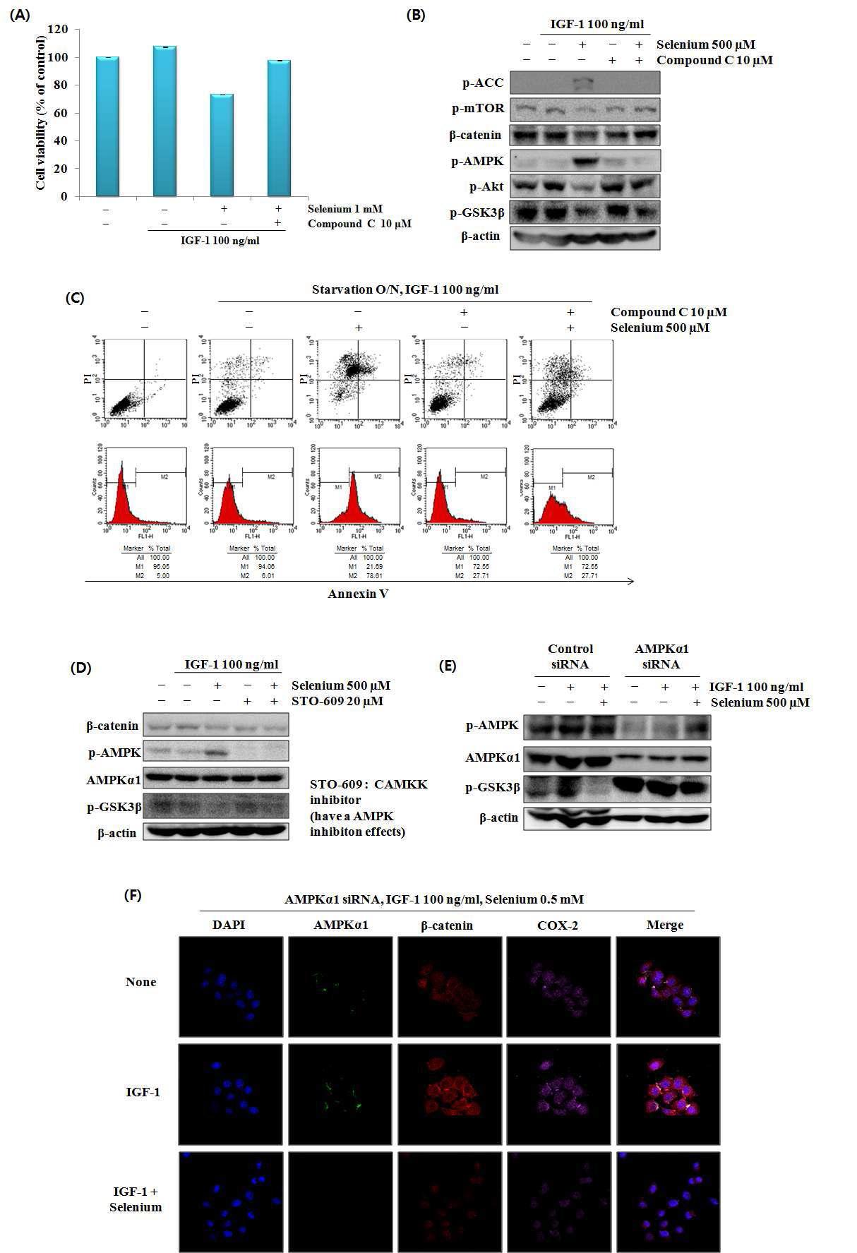 The anti-cancer effects of selenium through β-catenin and GSK3β inhibition