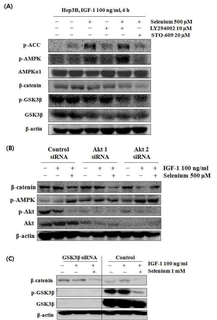 Effect of anthocyanin on GSK3β and Akt transfected Hep3B cells.
