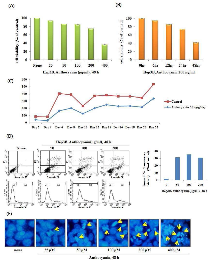 The effects of anthocyanin on cell proliferation, apoptosis and tumor growth