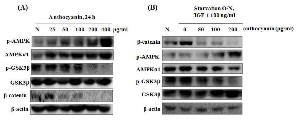 Effects of anthocyanin on GSK3β and AMPK phosphorylation in Hep3B cells