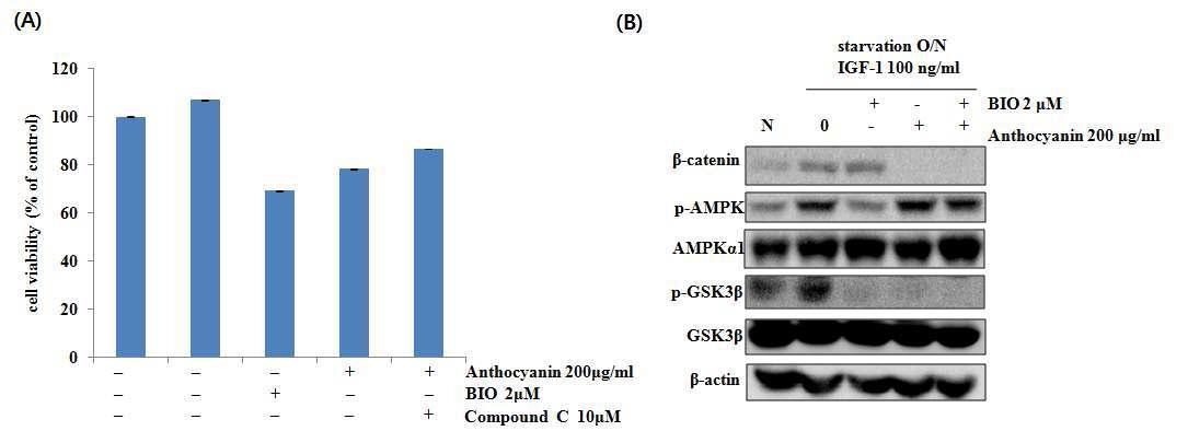 Effect of AIMs and BIO on cell viability and AMPK phosphorylation in Hep3B cells