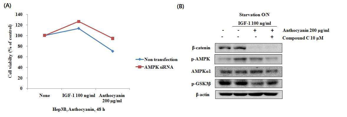 Effect of AIMs on cell viability and GSK3β phosphorylation without AMPK