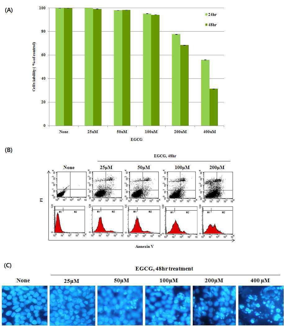 The effects of EGCG　on cell proliferation and apoptosis in HT-29 colon cancer cells