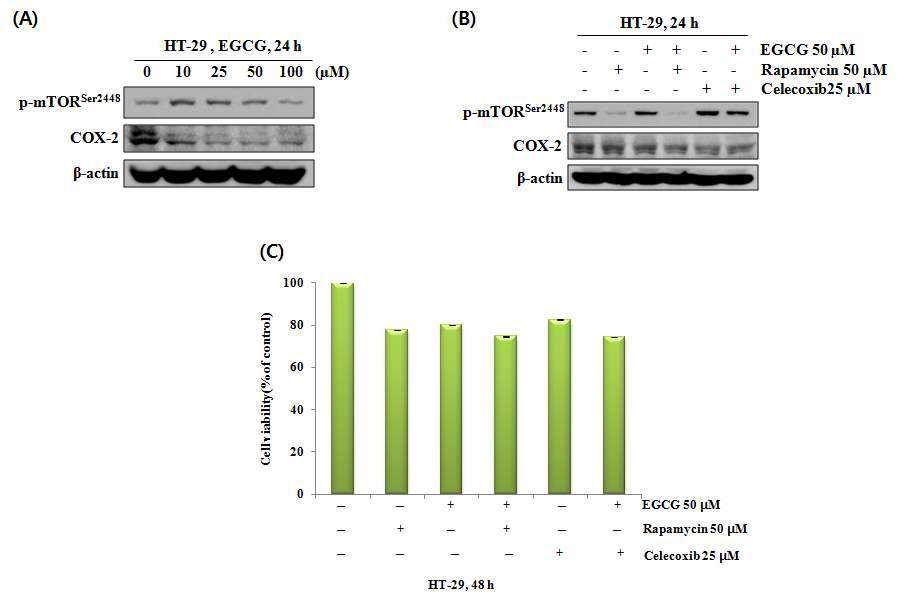 The role of mTOR, COX-2 and AMPK in EGCG-induced growth inhibition of HT-29 cells