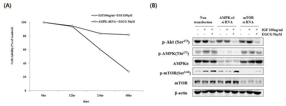 The effect of EGCG on AMPK-mTOR pathway in HT-29 colon cancer cells.