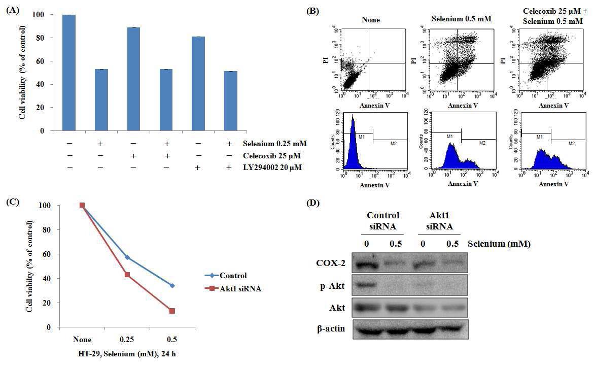 The role of Akt and COX-2 on cell proliferation and apoptosis in HT-29 cells