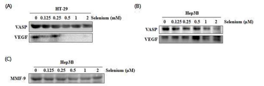 The inhibitory effects of selenium on VASP, VEGF and MMP-9