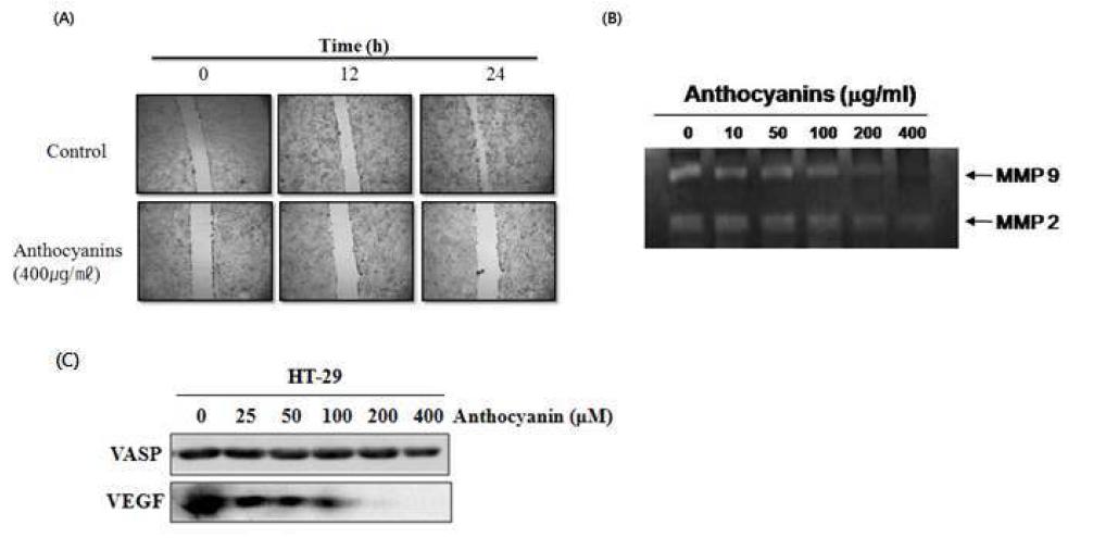 The anti-invasive effect of anthocyanin extracted from Meoru in HT-29 colon cancer cells.