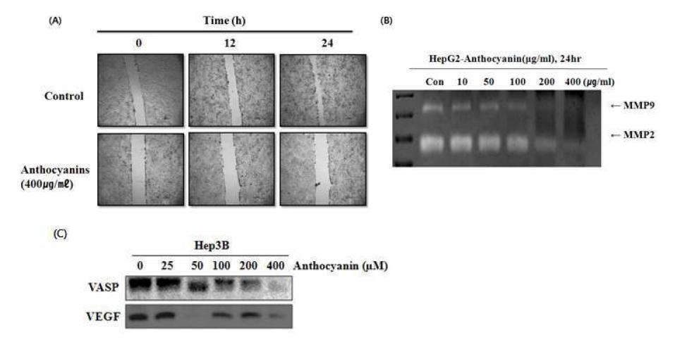 The anti-invasive effect of anthocyanin extracted from Meoru in HepG2 cells.