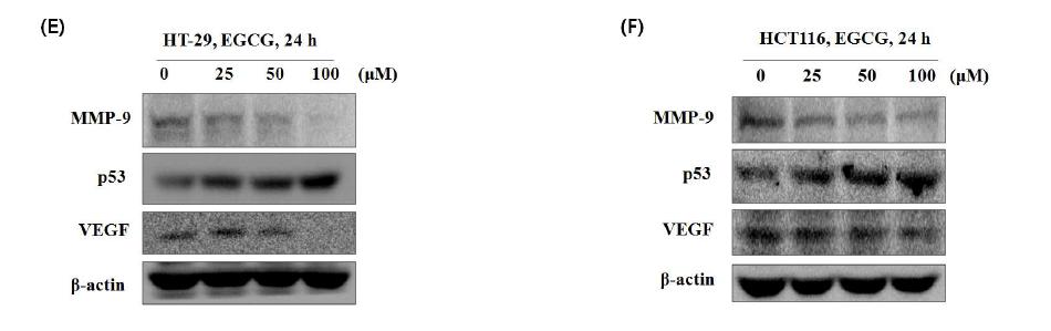 The anti-proliferative effects of selenium through p53, VEGF and MMP-9 regulation