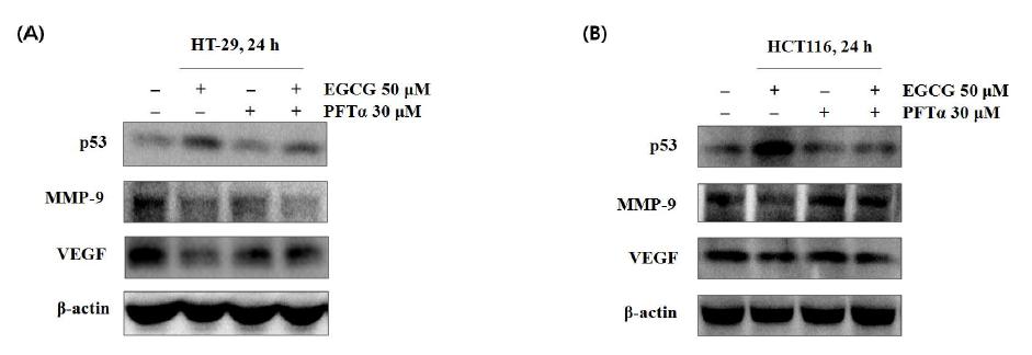 The regulatory effects of EGCG on COX-2, MMP-9 and VEGF.