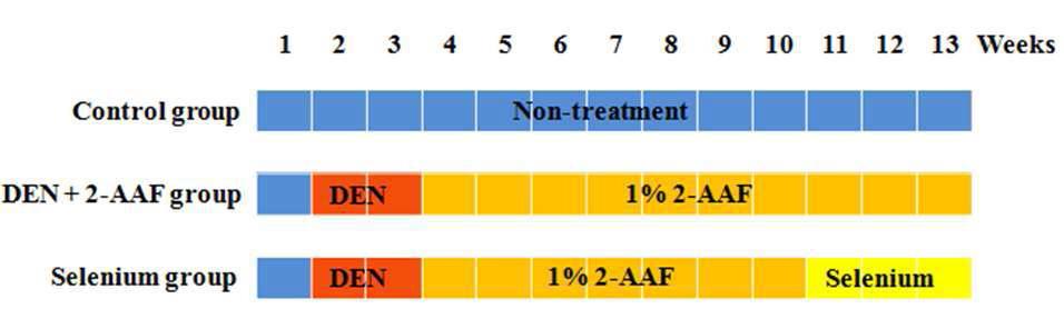 Production of induced liver cancer model in mice