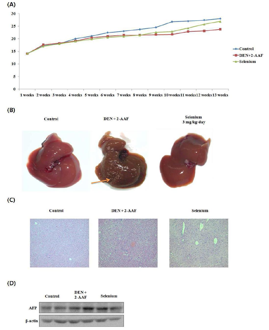 Induction of early carcinogenesis in DEN and 2-AAF treated mouse model
