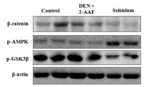 The regulatory effects of seleniums on AMPK/Wnt pathway.