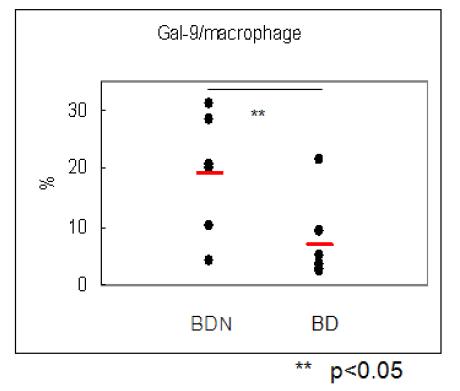 FACS analysis for the frequencies of Gal-9 positive cells in peritoneal macrophages from BDN and BD mice