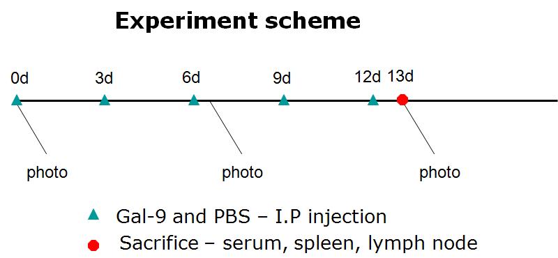 Experimental scheme for Gal-9 treatment to BD mice.
