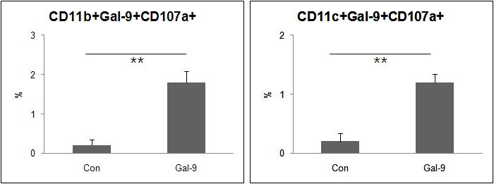 CD11b+Gal-9+CD107a+ cells and CD11c+Gal-9+CD107a+ cells were up-regulated in the Annexin V+ and PI- apoptotic cells after Gal-9 treatment