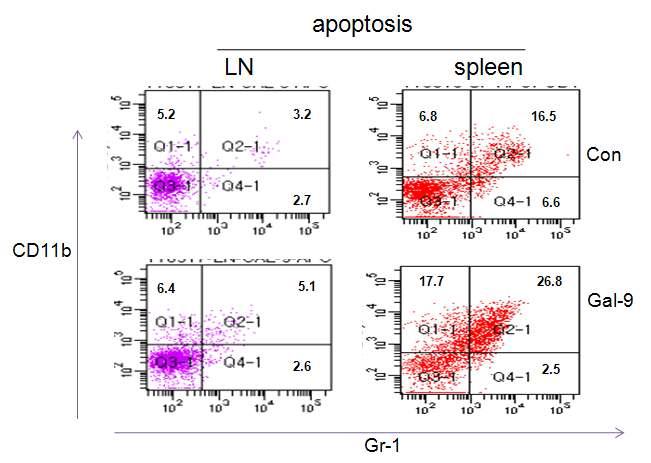 CD11b+ or Gr-1+ neutrophil cells in the Annexin V+ and PI- apoptotic cells were higher in Gal-9 treated apoptotic cells than control group.