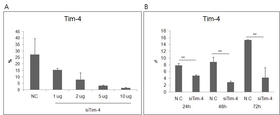 A . Dose dependency of Tim4 siRNA in macrphages of normal mice. B. The duration of efficacy of Tim4 siRNA in normal mice.