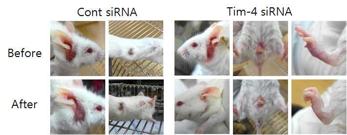 The change of BD symptoms after injection of Tim4 siRNA contrast to the negative siRNA injected BD mice