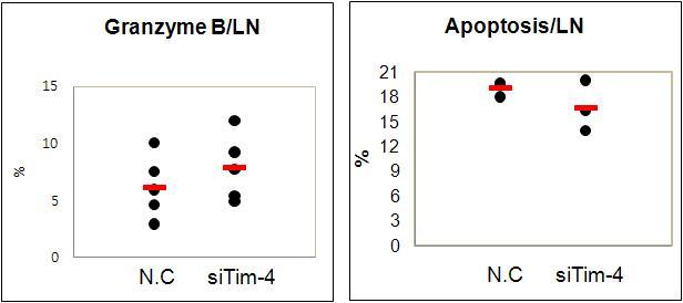 Granzyme B and apoptosis were not related to the improment of BD symptoms induced by Tim4 inhibition through Tim4 siRNA