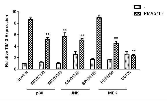 The induction of TIM-3 mRNA was attenuated by MEK inhibitors in Jurkat T cells.