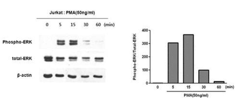 ERK was phosphorylated in Jurkat T cells by PMA stimulation.
