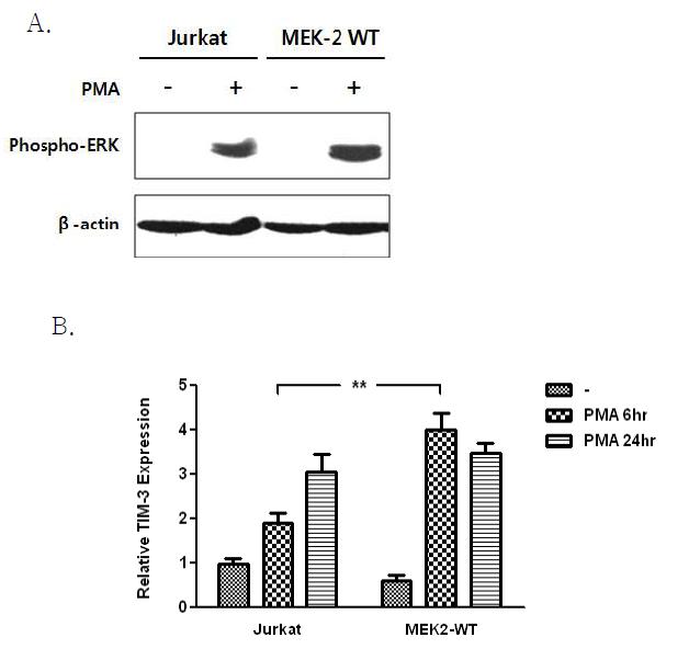 TIM-3 mRNA expression was increased in Jurkat T cells by MEK-2 overexpression at the early time point.