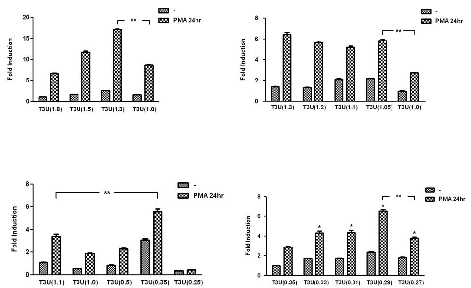 PMA-responsive region in TIM-3 promoter.