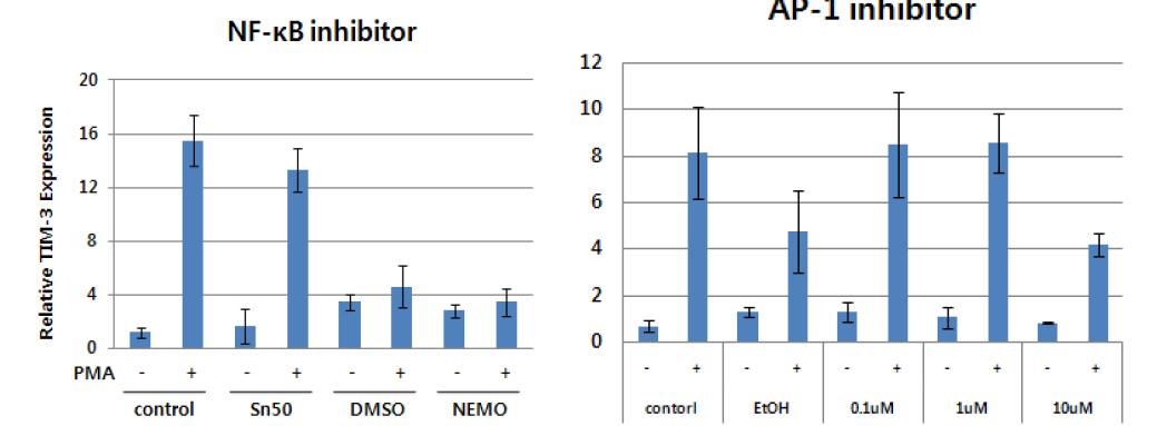 The effect of inhibition of NFkB or AP-1 on the TIM-3 transcription.