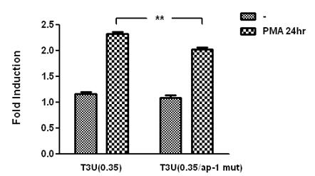 The implication of AP-1 site within T3U(0.35) region in TIM-3 promoter activity.